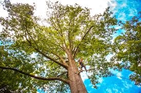 Reliable Hokes Bluff, AL Tree Services Solutions