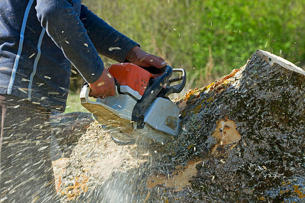 Why Choose Our Tree Removal Services in Hokes Bluff, AL?